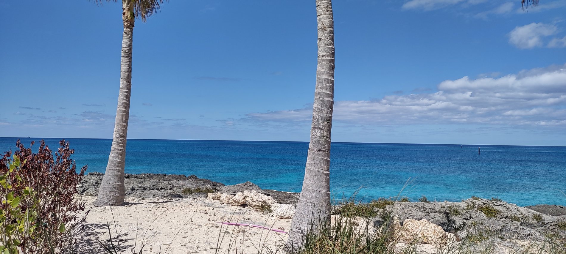 Palm trees leaning over a white sand beach at CocoCay with brilliant turquoise water beyond